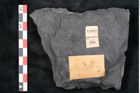 Foto (Detailansicht) von Annularia minuta Brongniart (NHMW-GEO-2024-0188-11012)